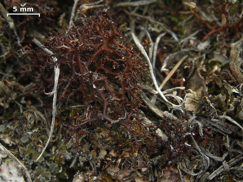 Coelocaulon aculeatum