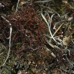 Coelocaulon aculeatum