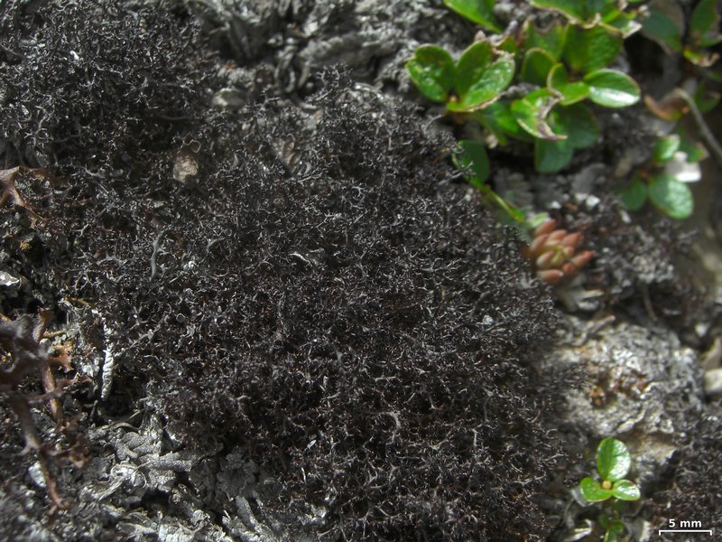 Coelocaulon aculeatum