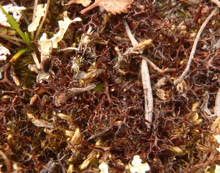 Coelocaulon aculeatum