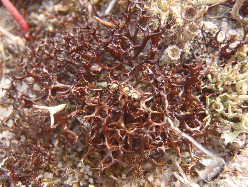 Coelocaulon aculeatum