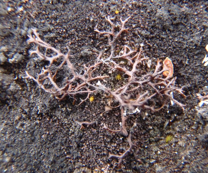 Coelocaulon aculeatum