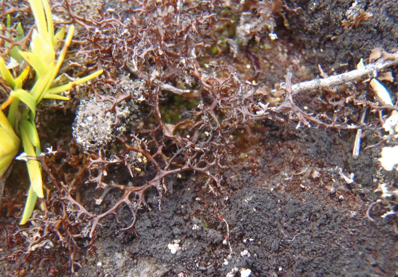 Coelocaulon aculeatum