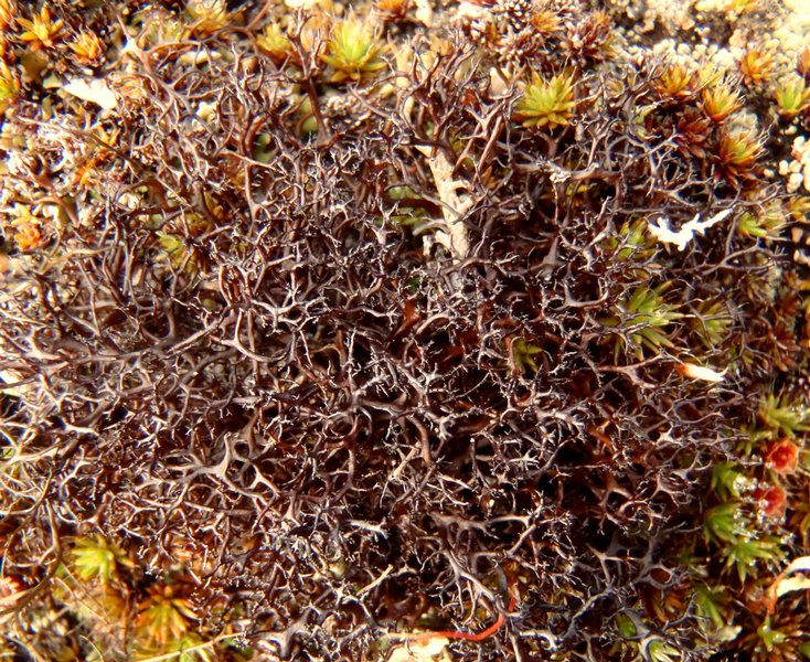 Coelocaulon aculeatum