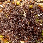 Coelocaulon aculeatum