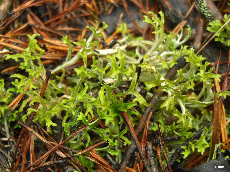 Cetraria arenaria
