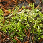 Cetraria arenaria