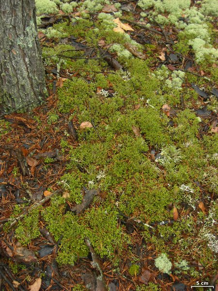 Cetraria arenaria