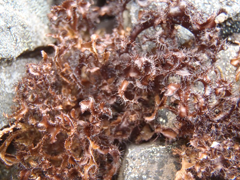 Cetraria ericetorum ssp. ericetorum