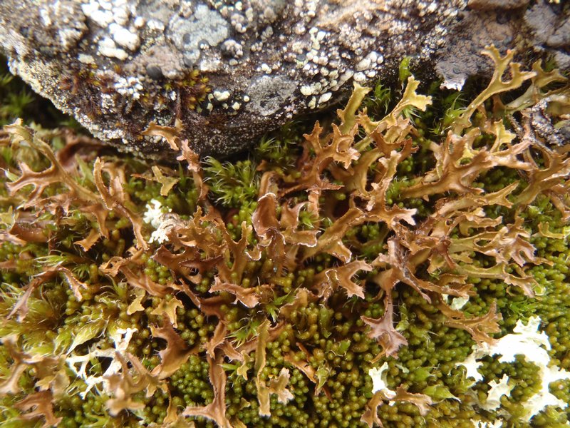 Cetraria ericetorum ssp. ericetorum