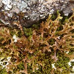 Cetraria ericetorum ssp. ericetorum