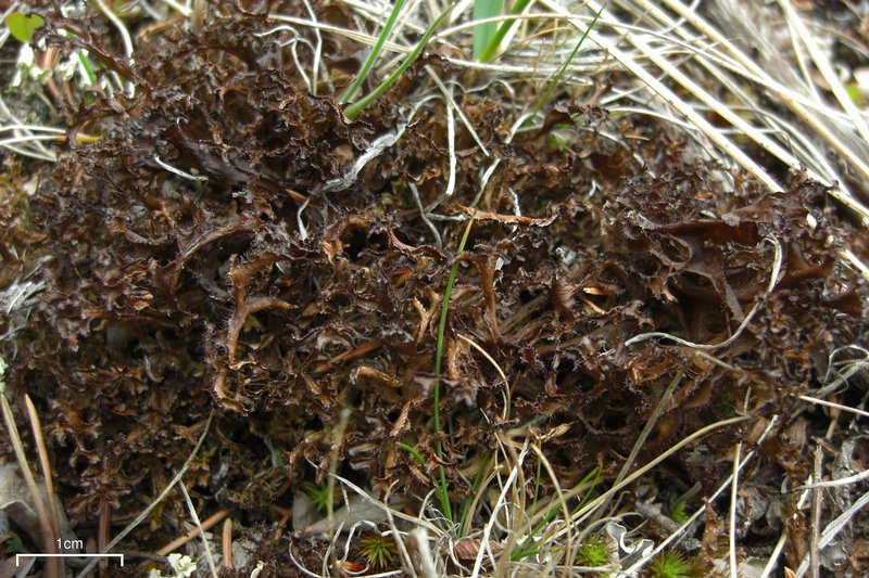 Cetraria ericetorum ssp. reticulata