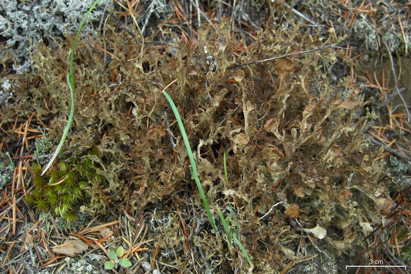 Cetraria ericetorum ssp. reticulata