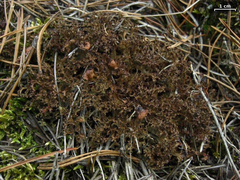 Cetraria ericetorum ssp. reticulata