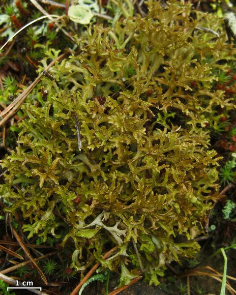 Cetraria ericetorum ssp. reticulata