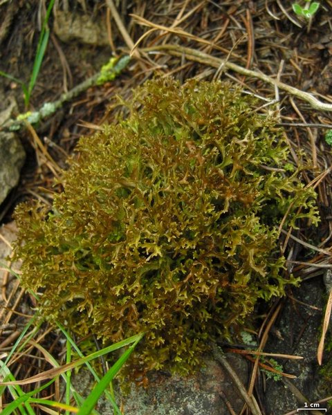 Cetraria ericetorum ssp. reticulata