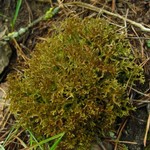 Cetraria ericetorum ssp. reticulata