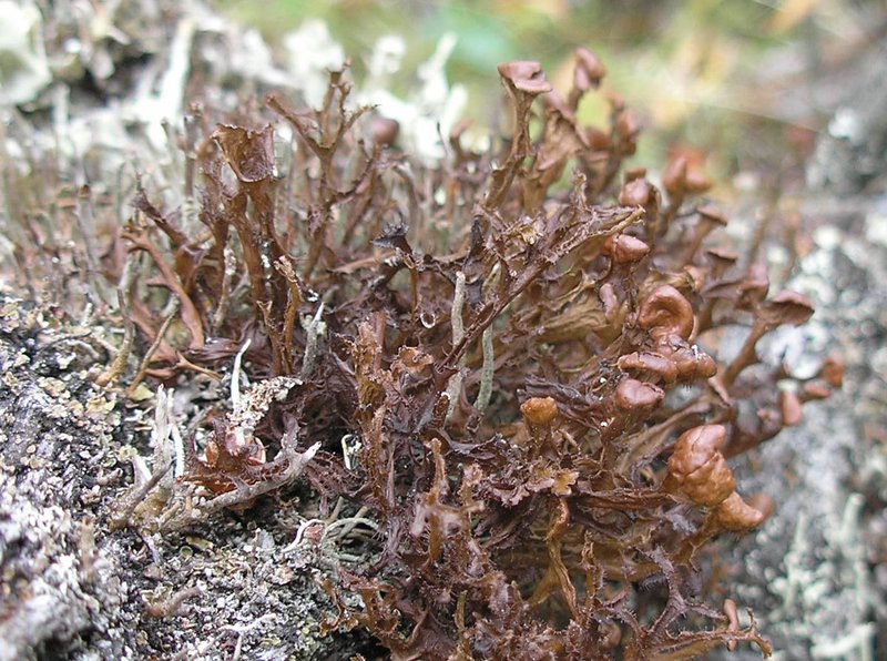 Cetraria ericetorum ssp. reticulata