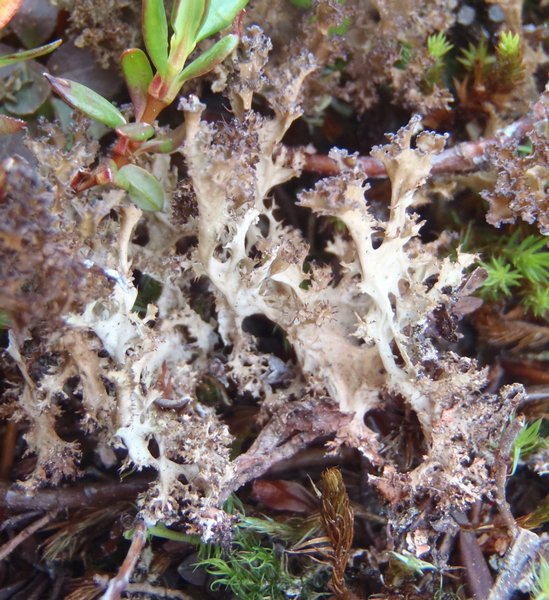 Cetraria ericetorum ssp. reticulata