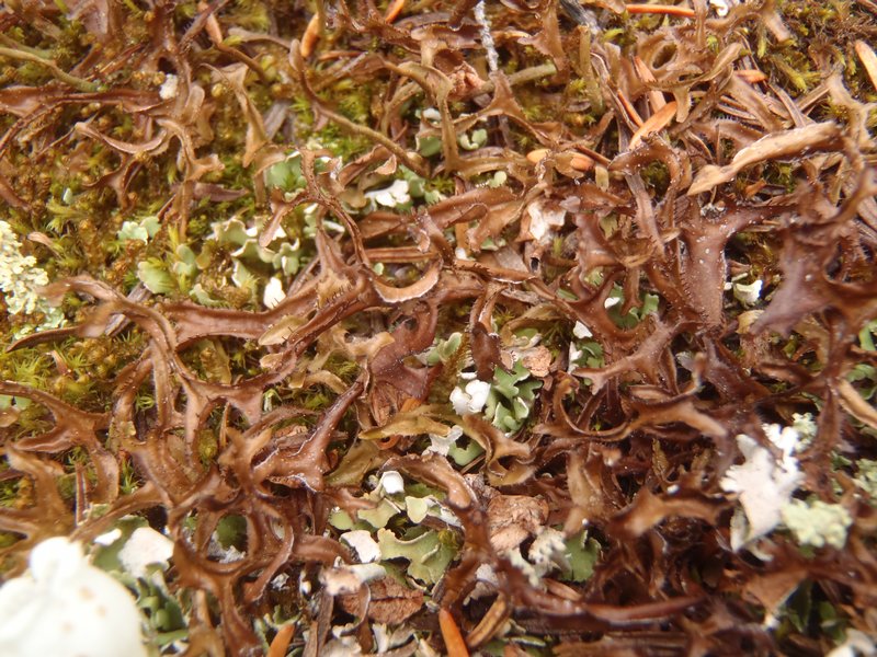 Cetraria islandica ssp. crispiformis