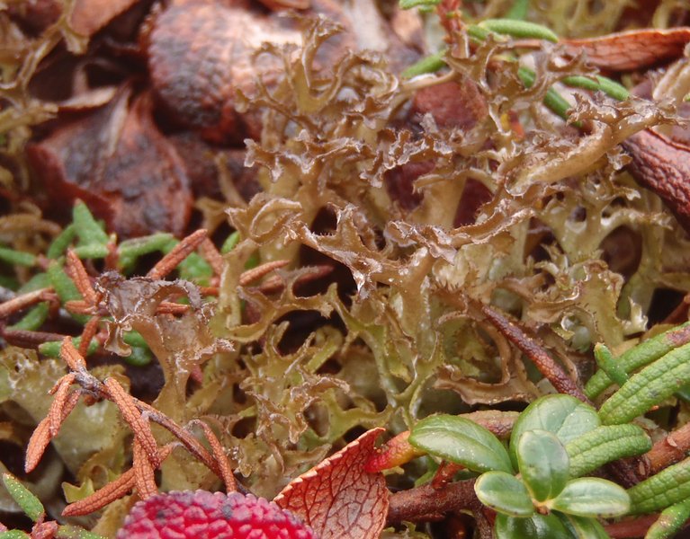 Cetraria islandica ssp. crispiformis