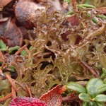 Cetraria islandica ssp. crispiformis