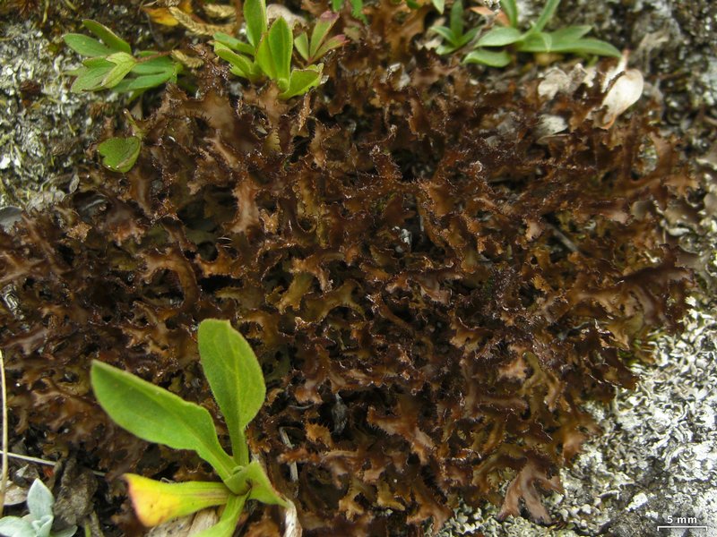 Cetraria islandica ssp. islandica