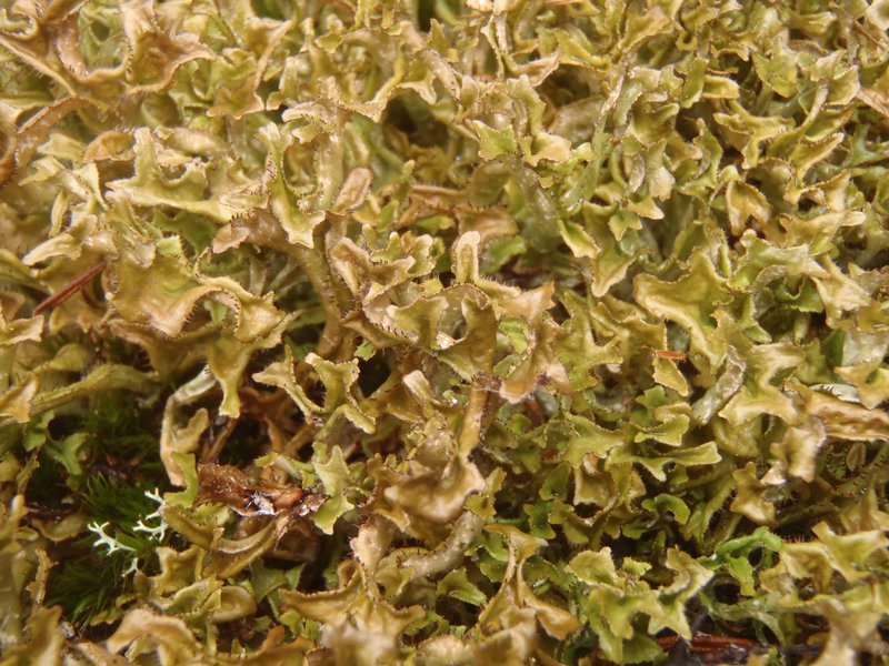 Cetraria islandica ssp. islandica