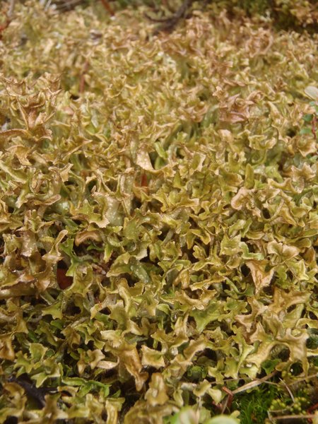 Cetraria islandica ssp. islandica