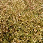 Cetraria islandica ssp. islandica