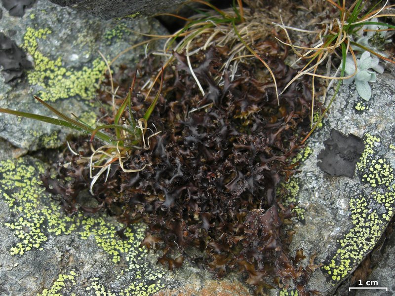 Cetraria islandica ssp. islandica