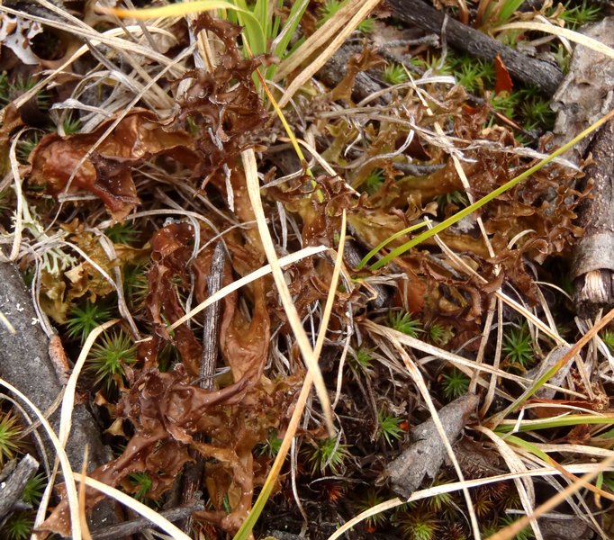 Cetraria islandica ssp. islandica
