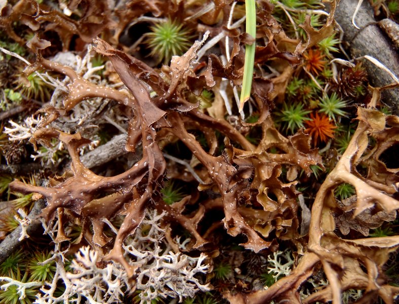 Cetraria islandica ssp. islandica