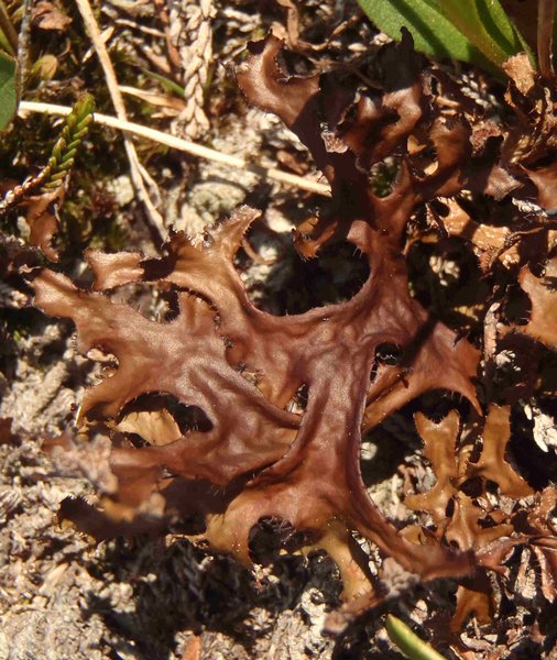 Cetraria islandica ssp. islandica