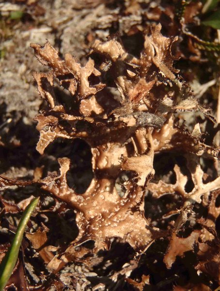 Cetraria islandica ssp. islandica