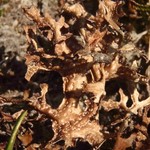 Cetraria islandica ssp. islandica