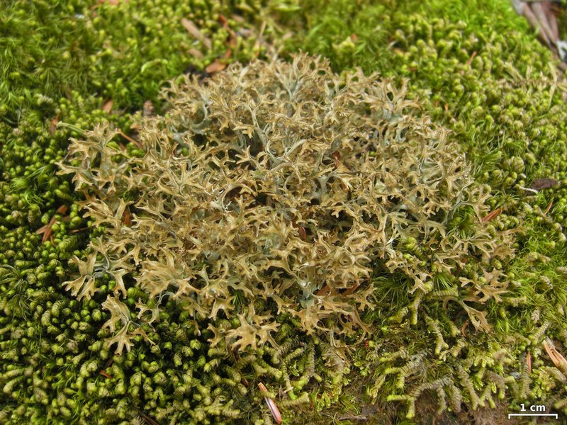 Cetraria laevigata