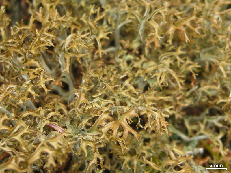 Cetraria laevigata