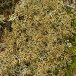 Cetraria laevigata