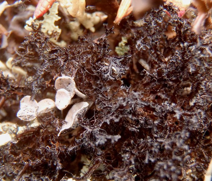 Cetraria nigricans