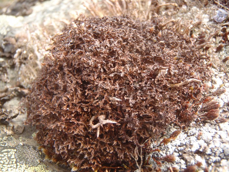 Cetraria nigricans