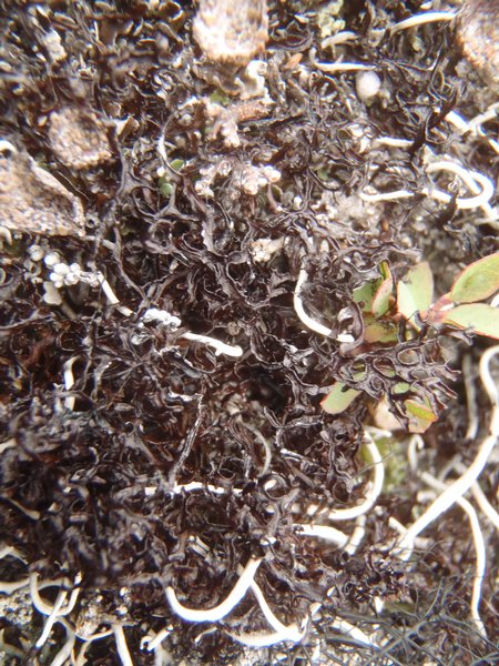 Cetraria nigricans