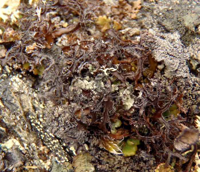 Cetraria nigricans