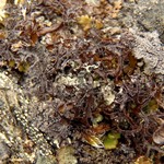 Cetraria nigricans