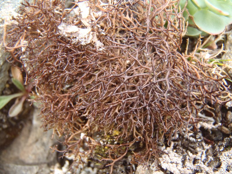 Coelocaulon odontellum