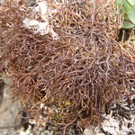 Coelocaulon odontellum