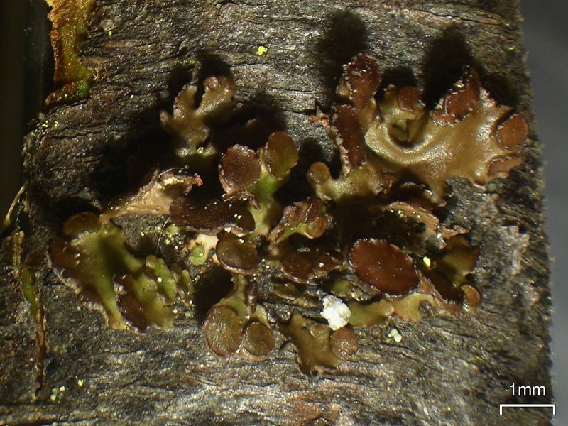 Cetraria sepincola