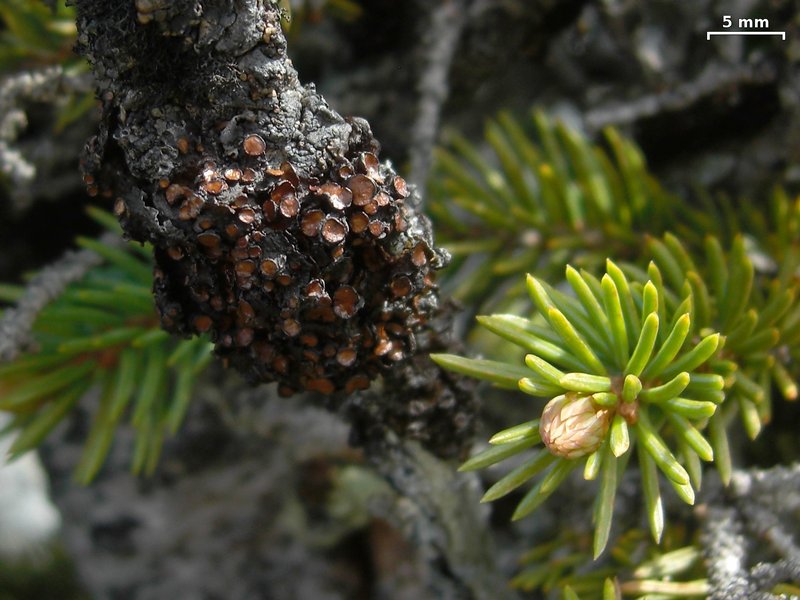 Cetraria sepincola