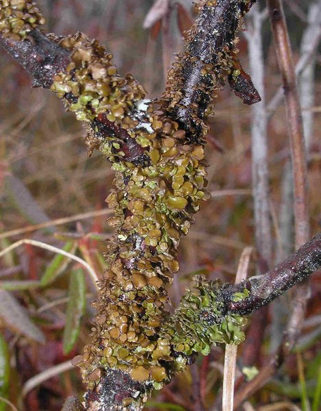 Cetraria sepincola