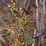 Cetraria sepincola